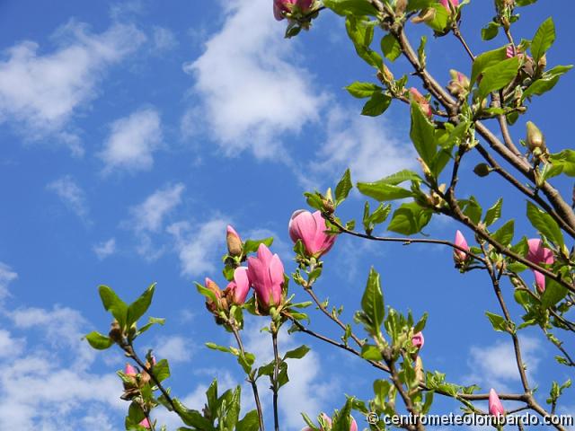 4.jpg - Rho (MI) - Magnolia. (Betty Castelli)
